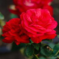 Verkauf Beetrose 'Dame de Cœur' - Rosa dame de cœur, rosa queen of hearts, rosa herz-dame
