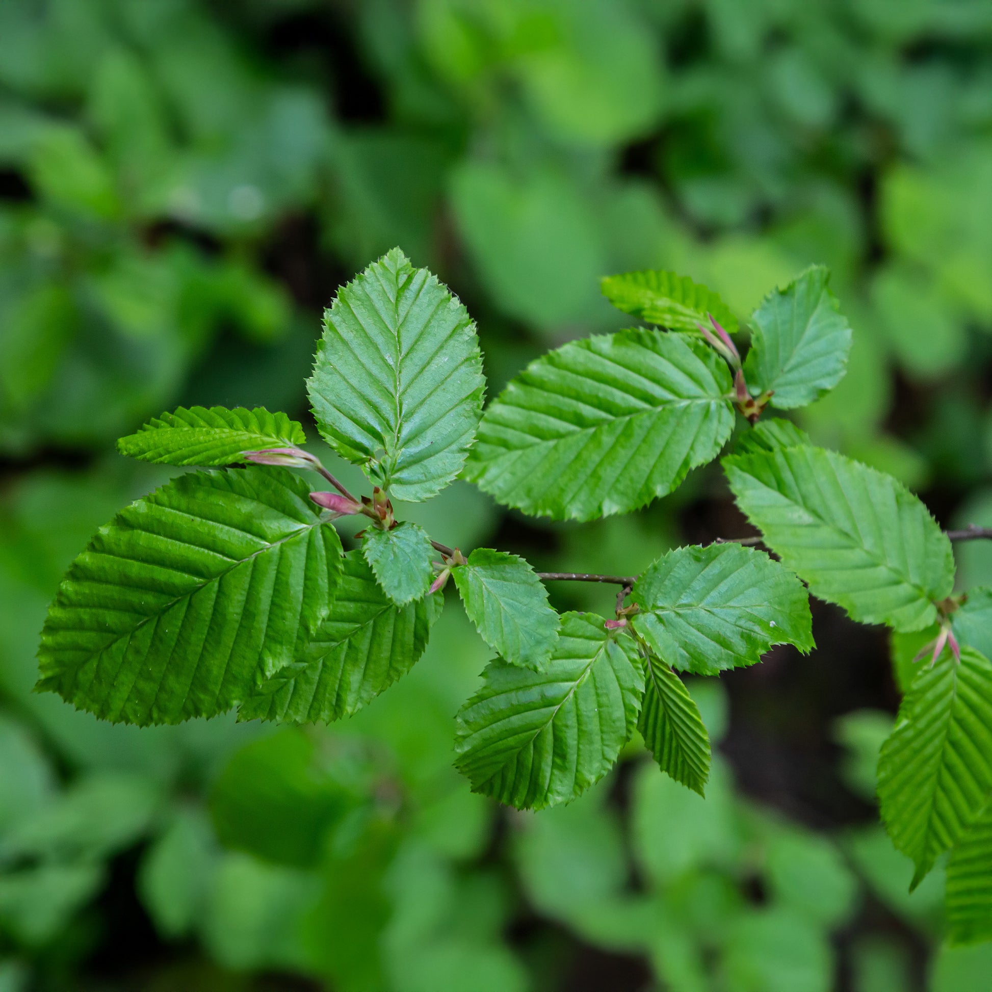 Hainbuche - Carpinus betulus - Bakker