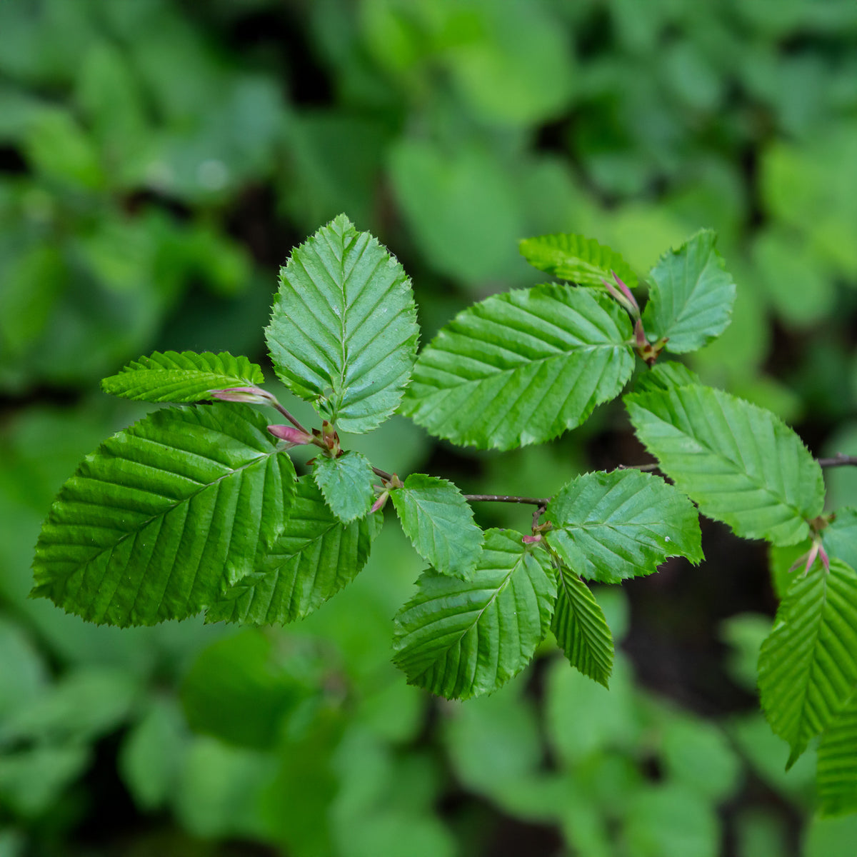 Hainbuche - Carpinus betulus - Bakker