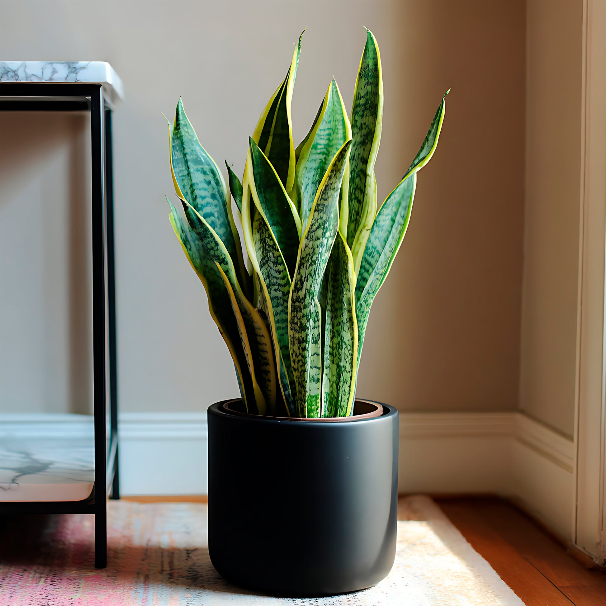 Bogenhanf Sansevieria - Sansevieria futura superba