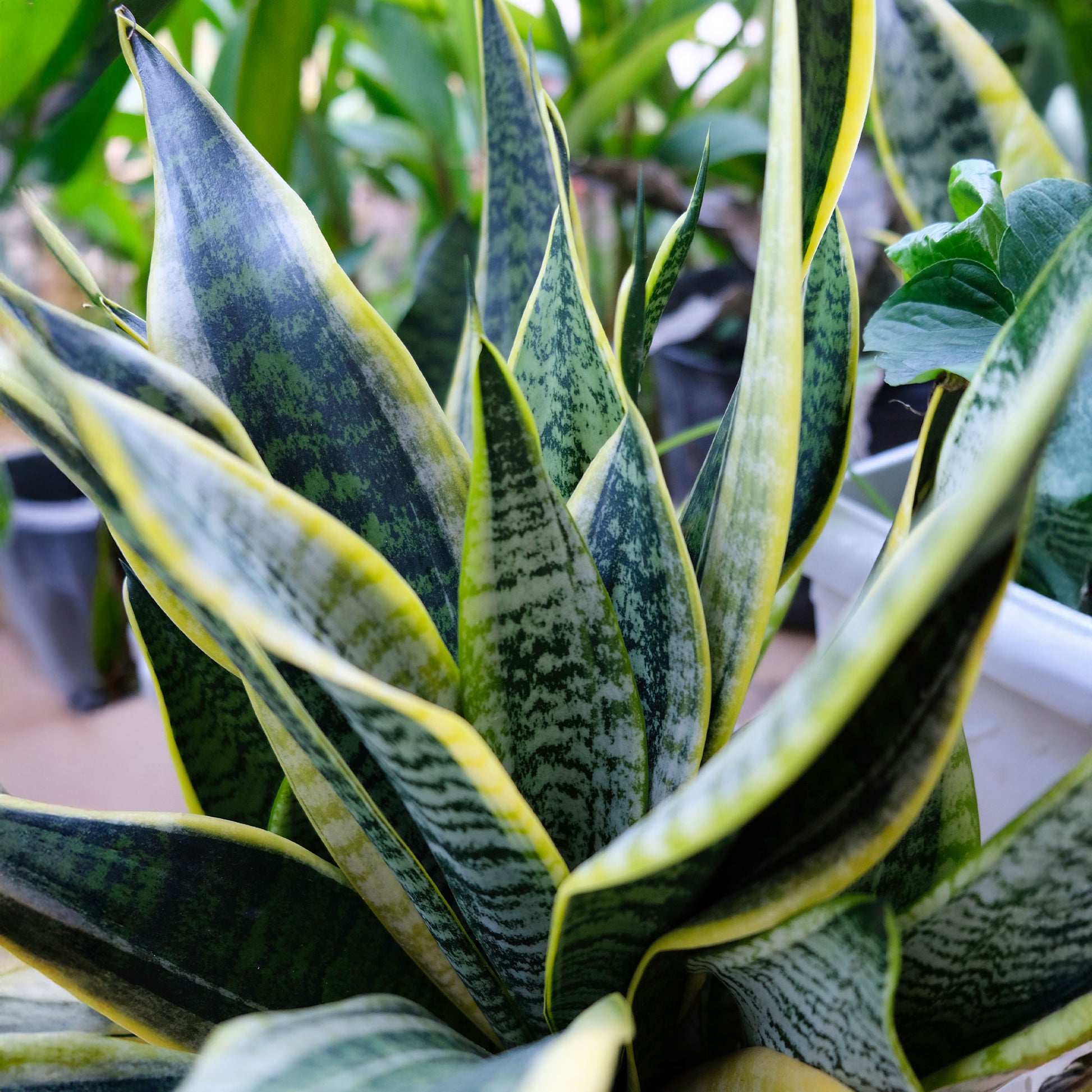Bogenhanf Sansevieria - Sansevieria futura superba