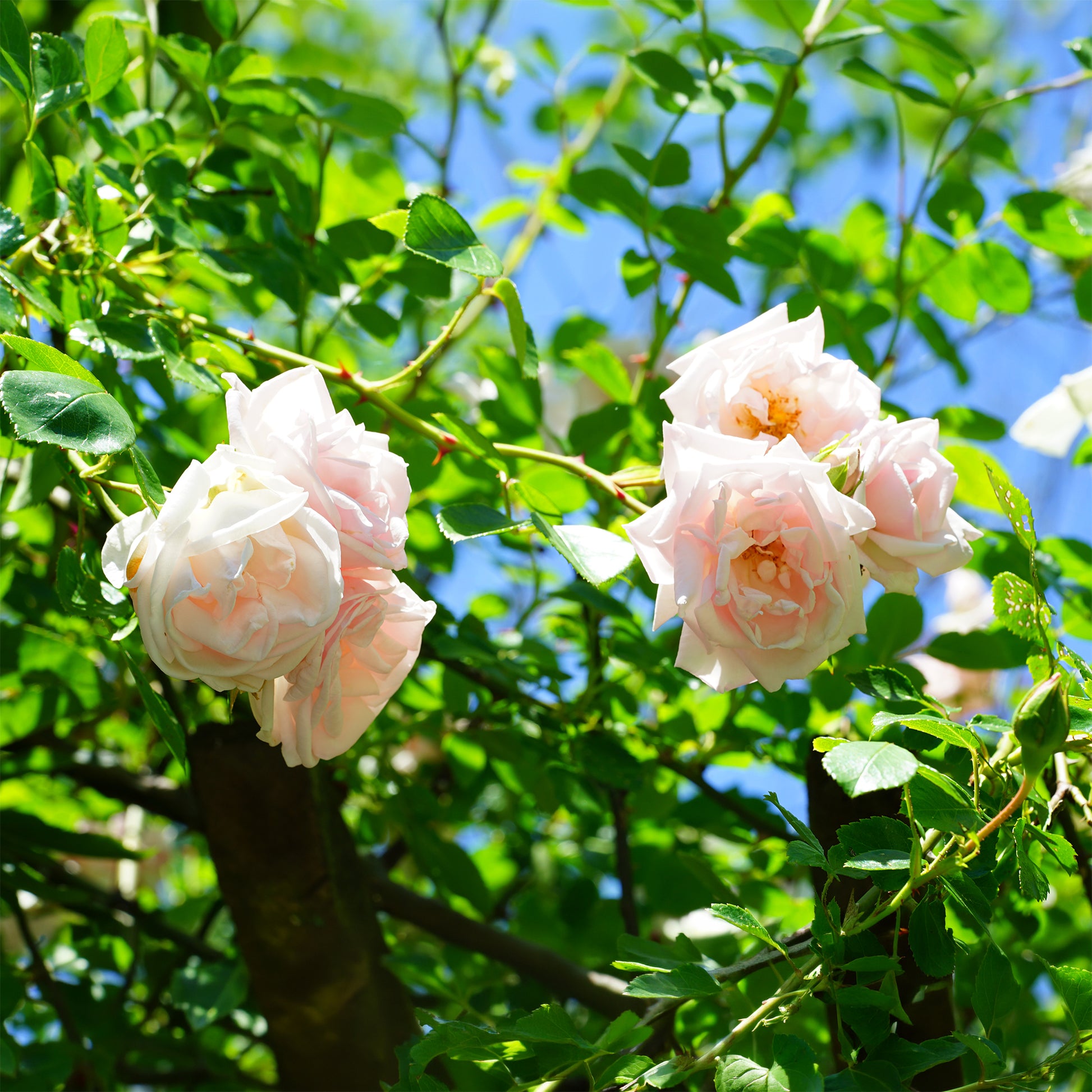 Kletterrose 'New Dawn' - Rosa new dawn