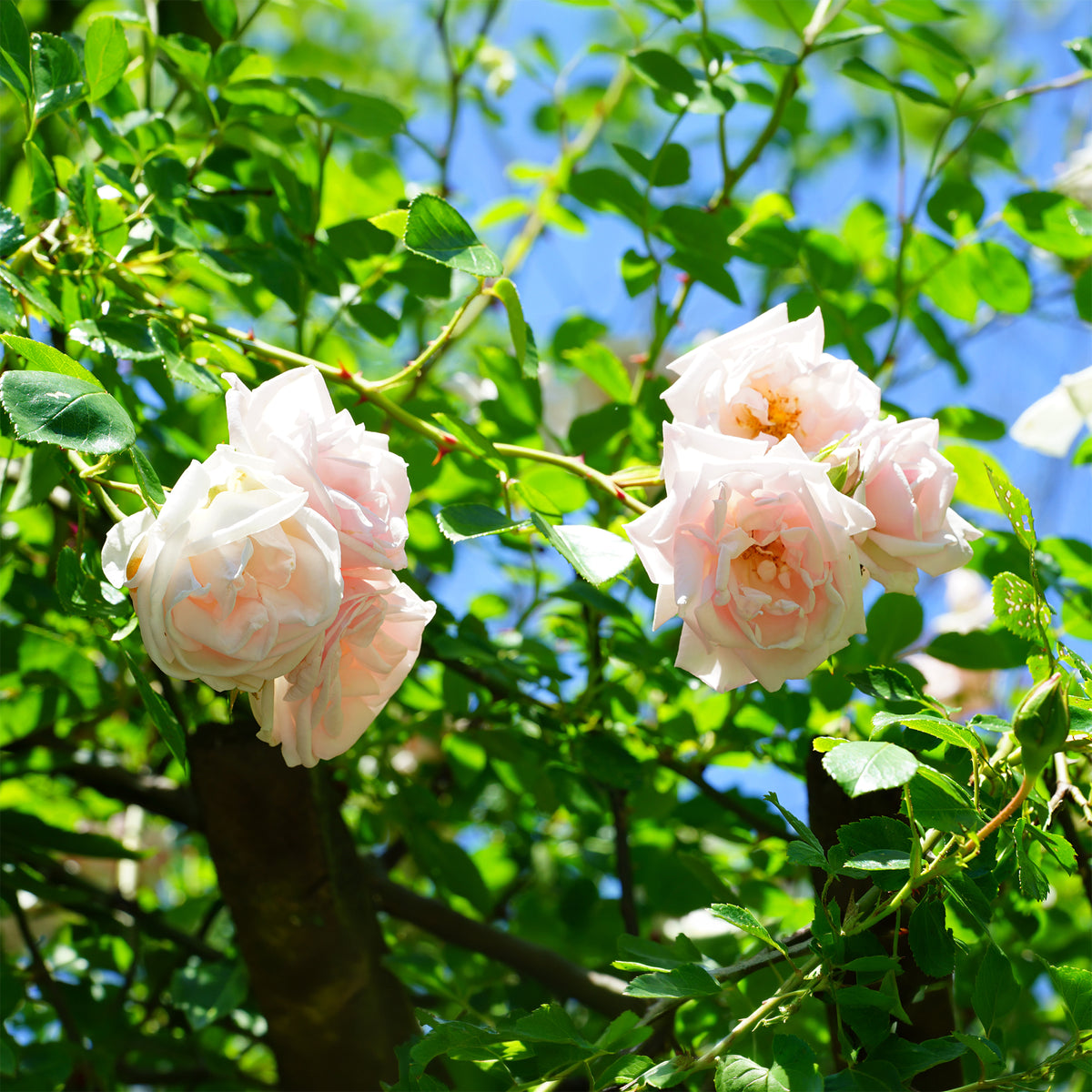 Kletterrose 'New Dawn' - Rosa new dawn - Bakker