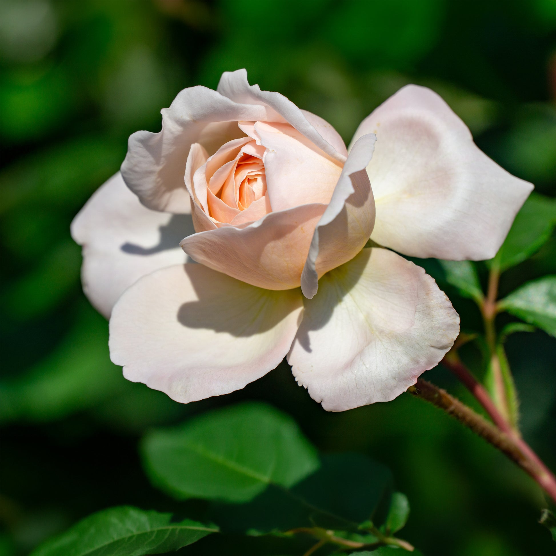 Kletterrose 'New Dawn' - Rosa new dawn