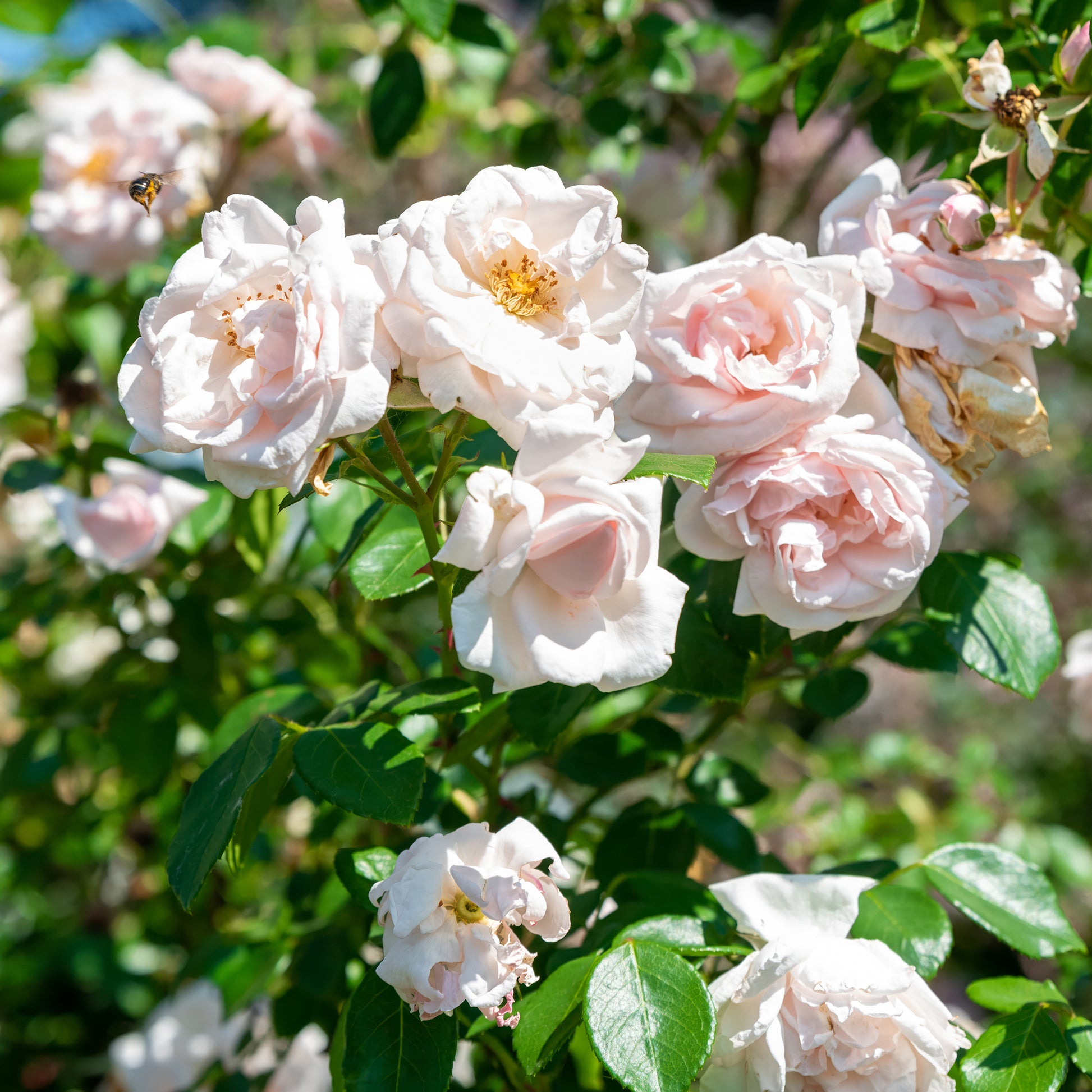 Kletterrose 'New Dawn' - Rosa new dawn