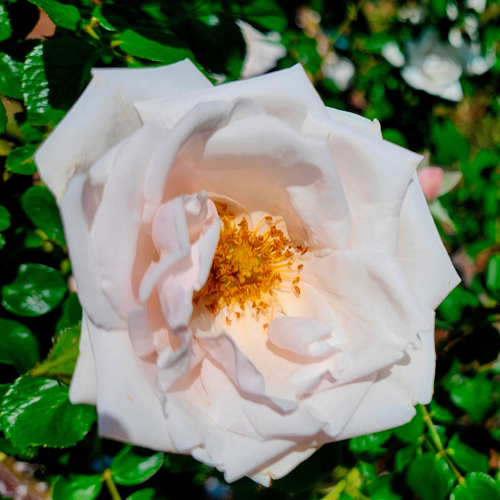 Kletterrose 'New Dawn' - Rosa new dawn