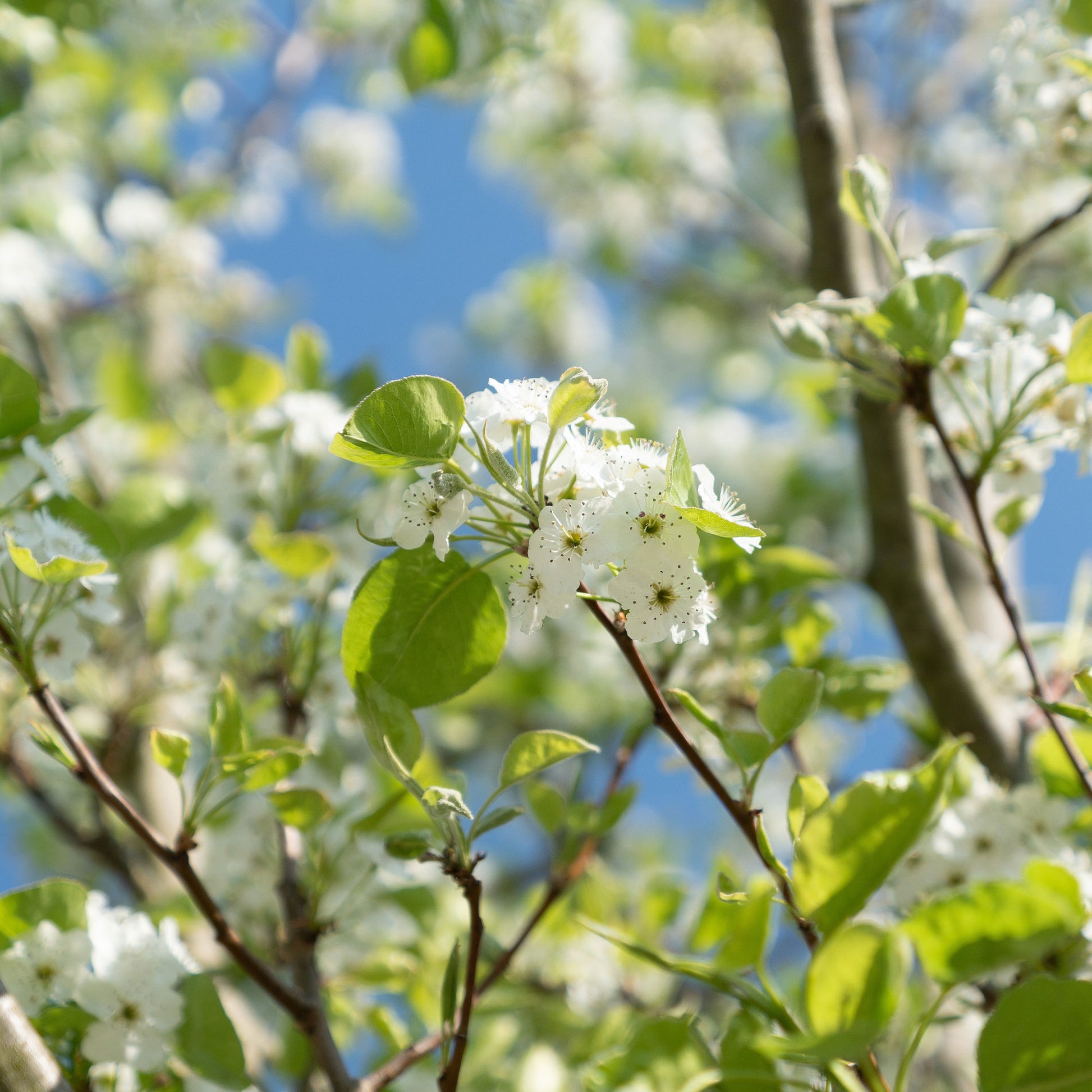 Birnenbaum 'Williams' - Pyrus communis William's ('bon chrétien') - Bakker