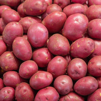Solanum tuberosum Rouge des Flandres - Kartoffel Rouge des Flandres (x10) - Kartoffelpflanzen