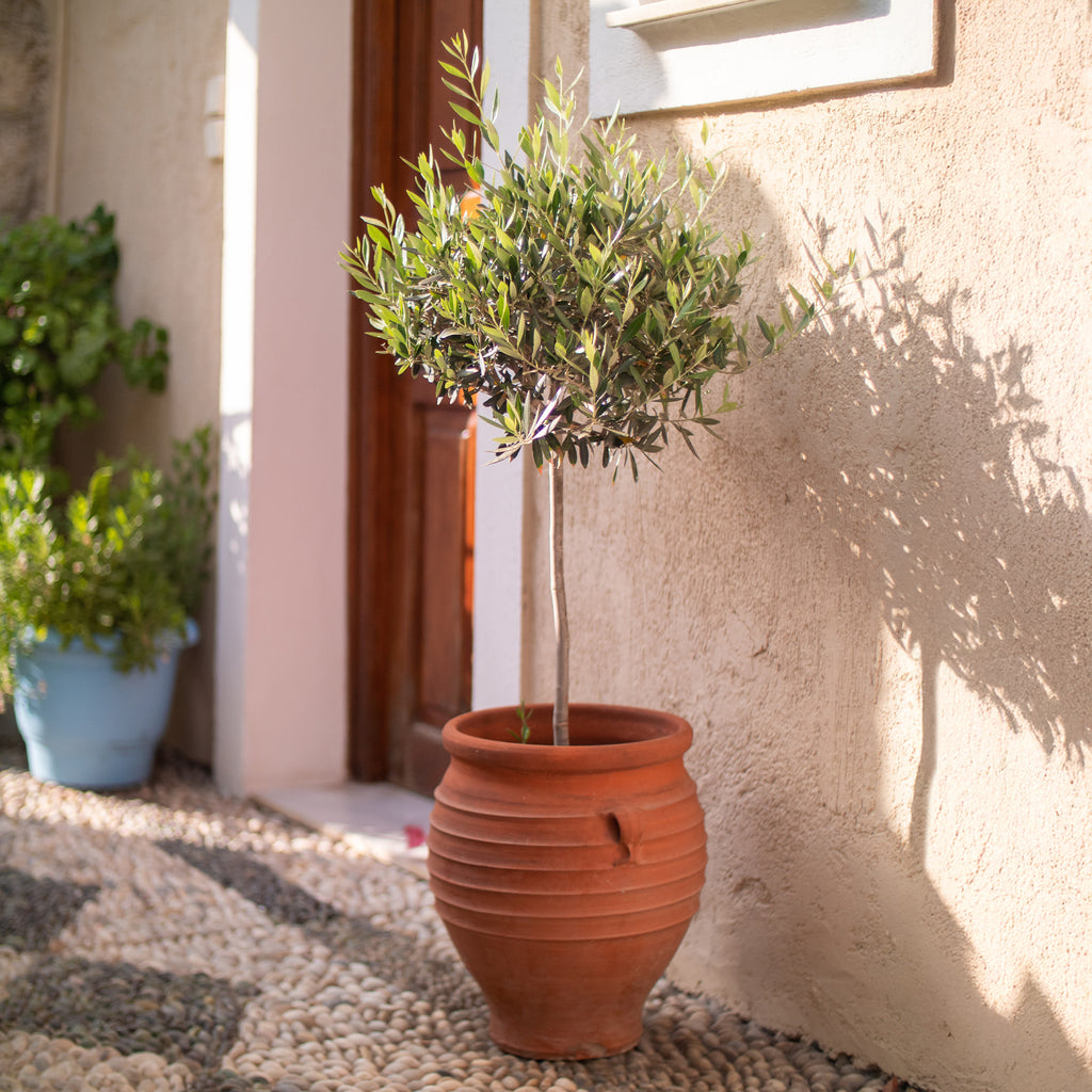 Olivenbaum auf Stamm - Olea europaea