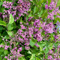 Herbstflieder 'Dark Purple' - Syringa pubescens microphylla Bloomerang Dark Purple - Bakker