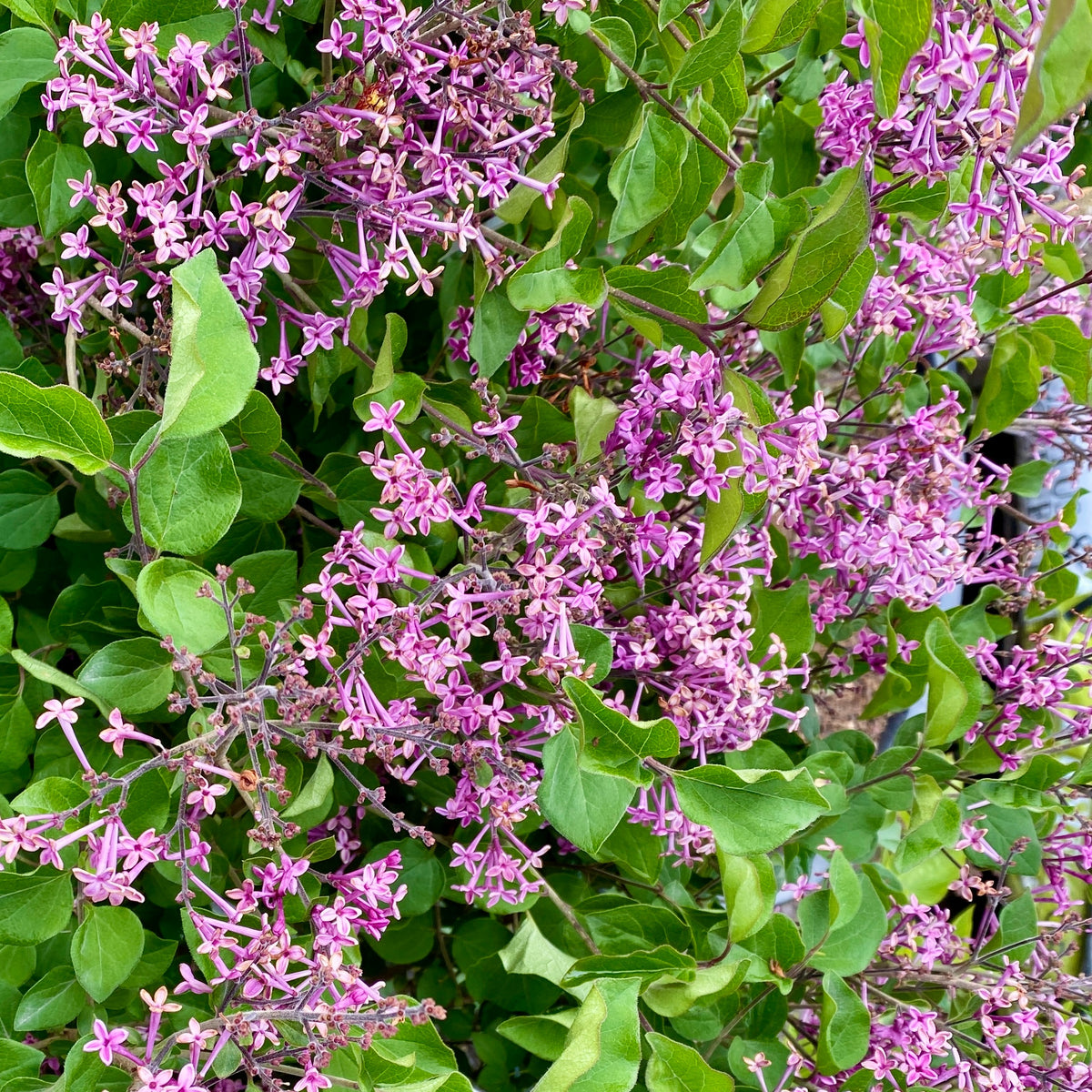 Herbstflieder 'Dark Purple' - Syringa pubescens microphylla Bloomerang Dark Purple - Bakker