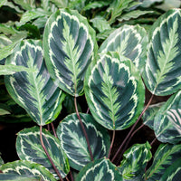Calathea - Korbmarante 'Medaillon' - Calathea medaillon