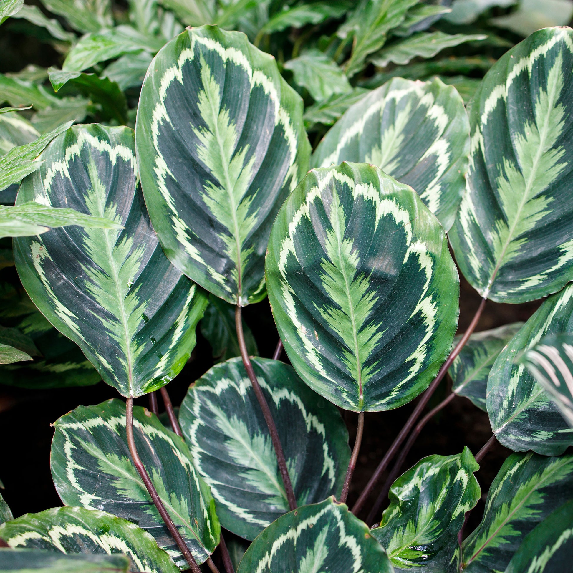 Calathea - Korbmarante 'Medaillon' - Calathea medaillon