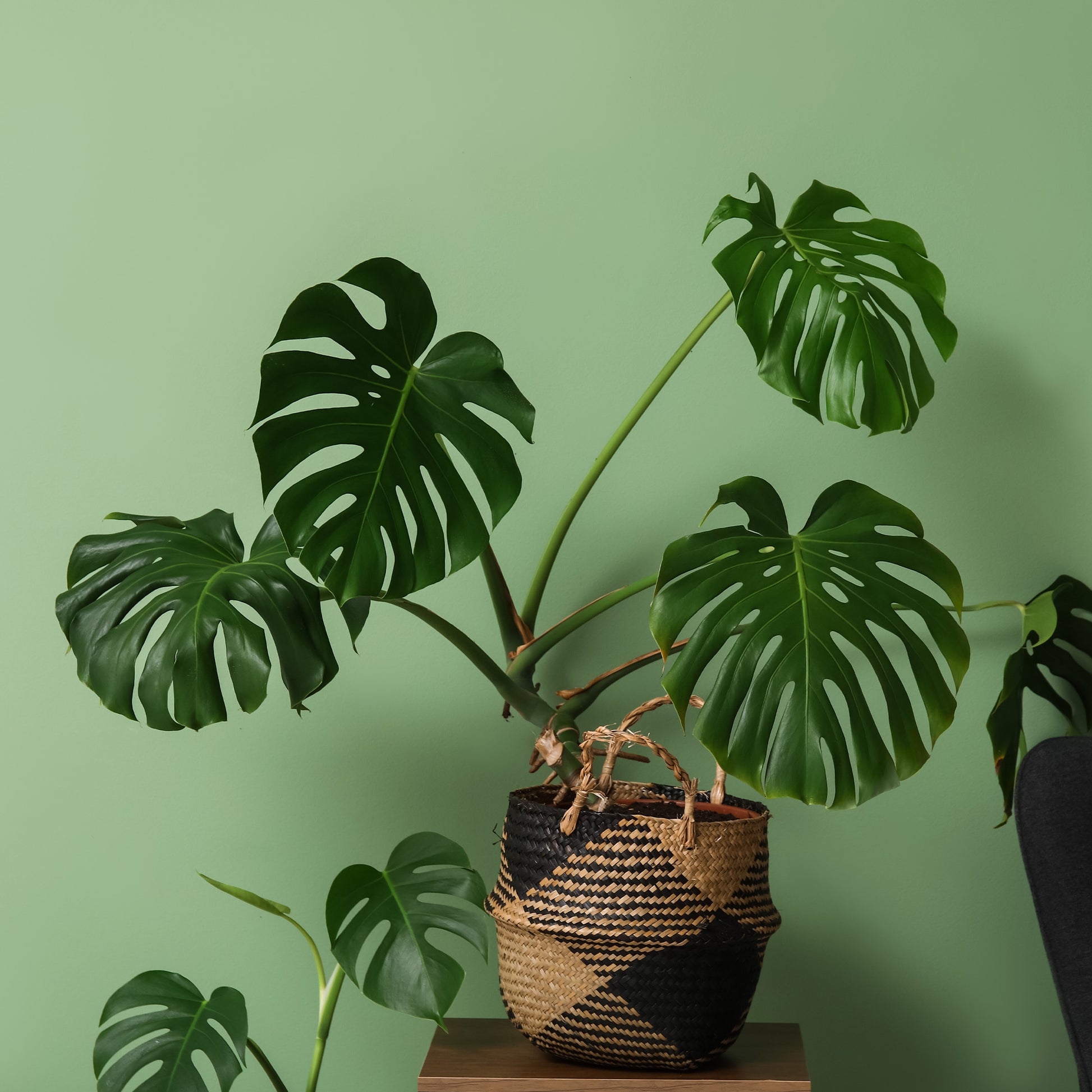 Monstera deliciosa - Monstera deliciosa - Lochpflanze - Monstera