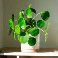 Pfannkuchenpflanze Pilea peperomioides - Bakker