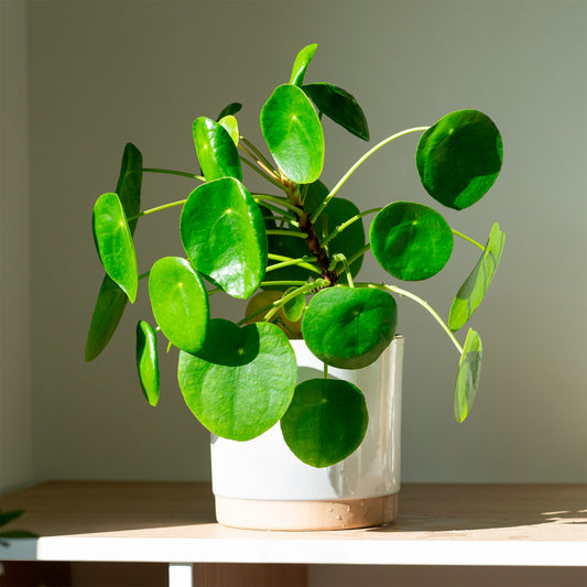Pfannkuchenpflanze Pilea peperomioides - Bakker