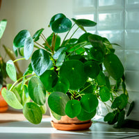 Grüne Zimmerpflanzen - Pfannkuchenpflanze Pilea peperomioides - Pilea peperomioides