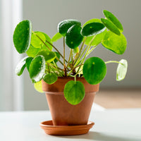 Verkauf Pfannkuchenpflanze Pilea peperomioides - Pilea peperomioides