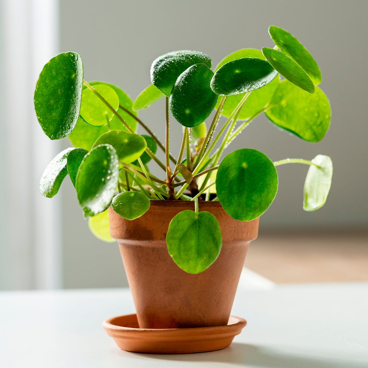 Verkauf Ufopflanze (Glückstaler) - Pilea peperomioides