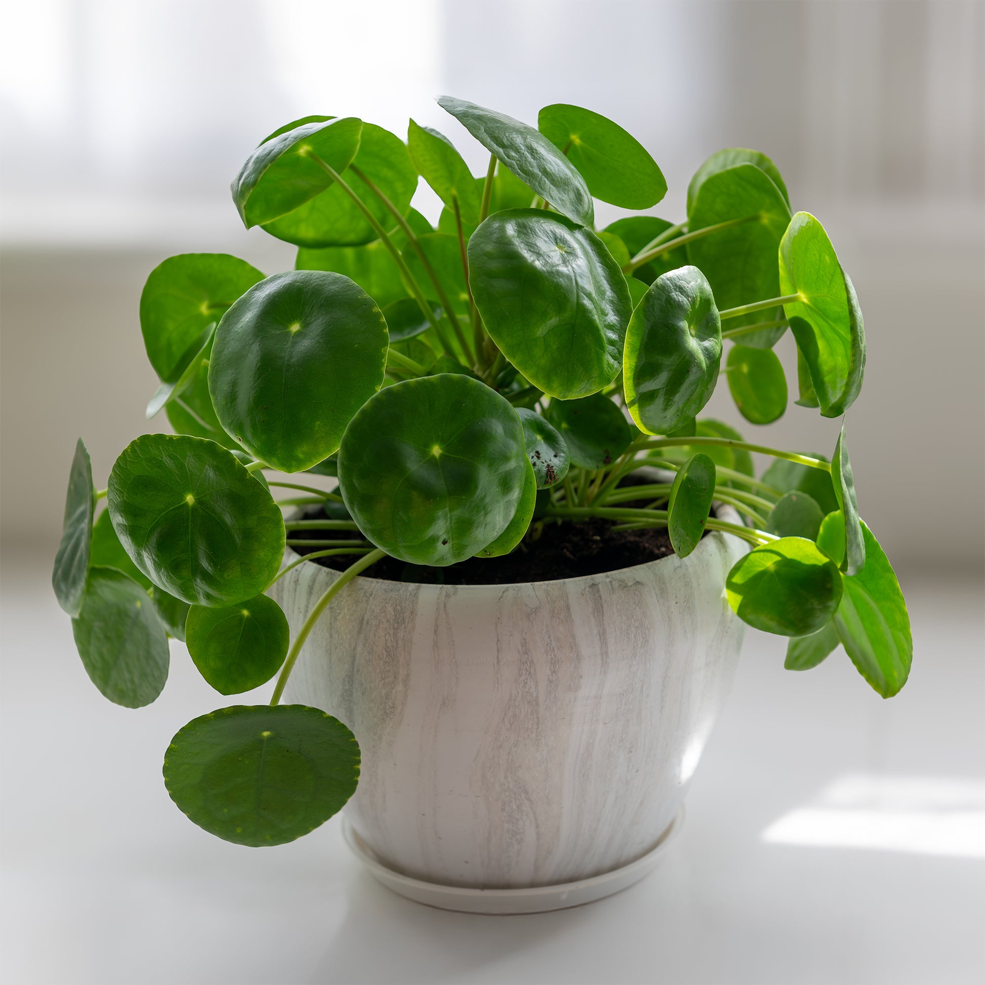 Verkauf Pfannkuchenpflanze Pilea peperomioides