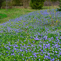Bodendecker - Kleines Immergrün - Vinca minor