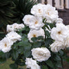 Rose Prinzessin von Wales ® Hardinkum - Rosa floribunda princesse de galles ® hardinkum