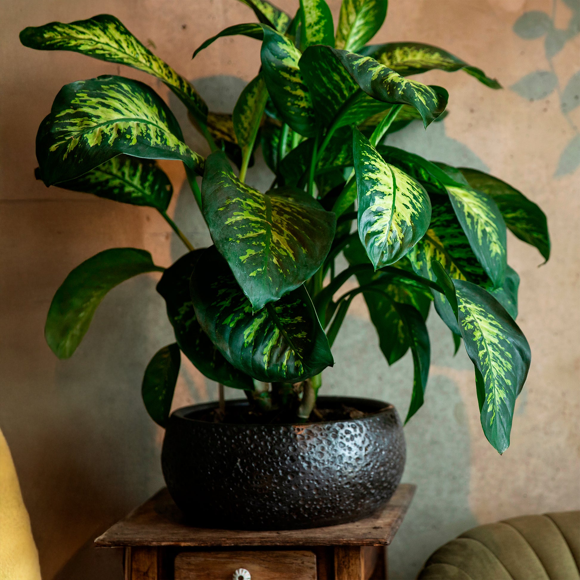 dieffenbachia pflege Dieffenbachie 'Tropic Snow' - Dieffenbachia tropic snow