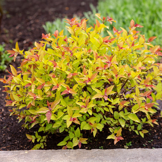 Spierstrauch 'Goldflame' - Bakker