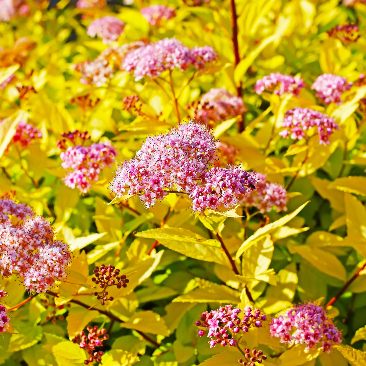 Heckensträucher - Spierstrauch 'Goldflame' - Spiraea japonica goldflame