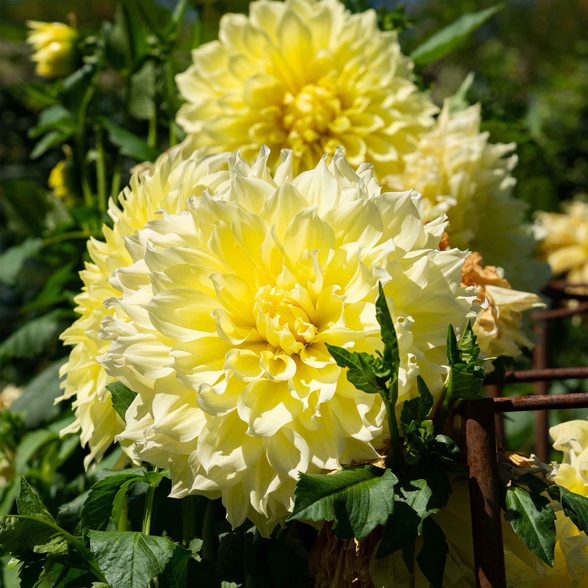 Dahlie 'Kelvin Floodlight' (x3) - Dahlia 'kelvin floodlight' - Bakker