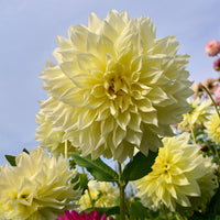 Dahlia 'kelvin floodlight' - Dahlie 'Kelvin Floodlight' (x3) - Dahlien-Zwiebeln