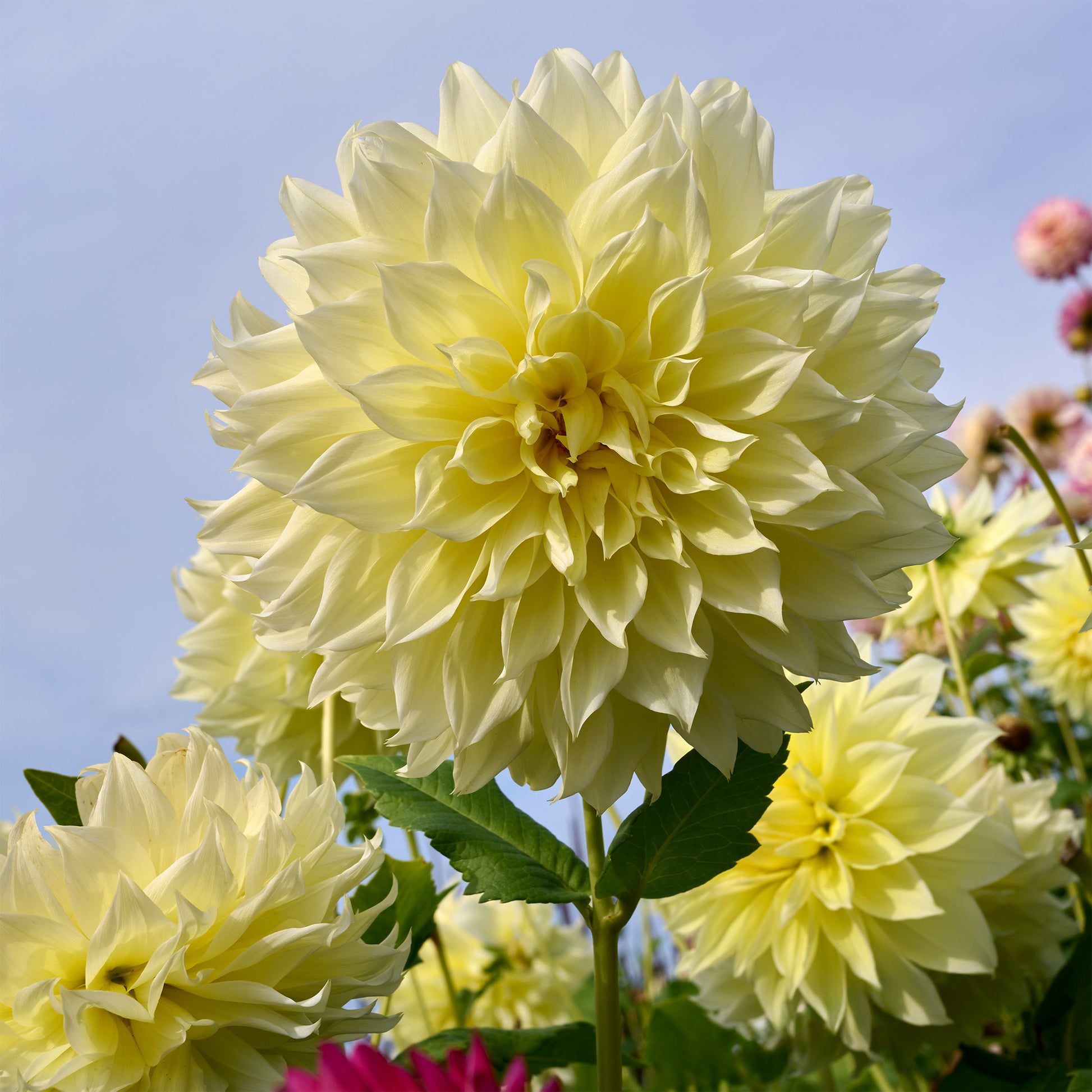 Dahlia 'kelvin floodlight' - Dahlie 'Kelvin Floodlight' (x3) - Dahlien-Zwiebeln