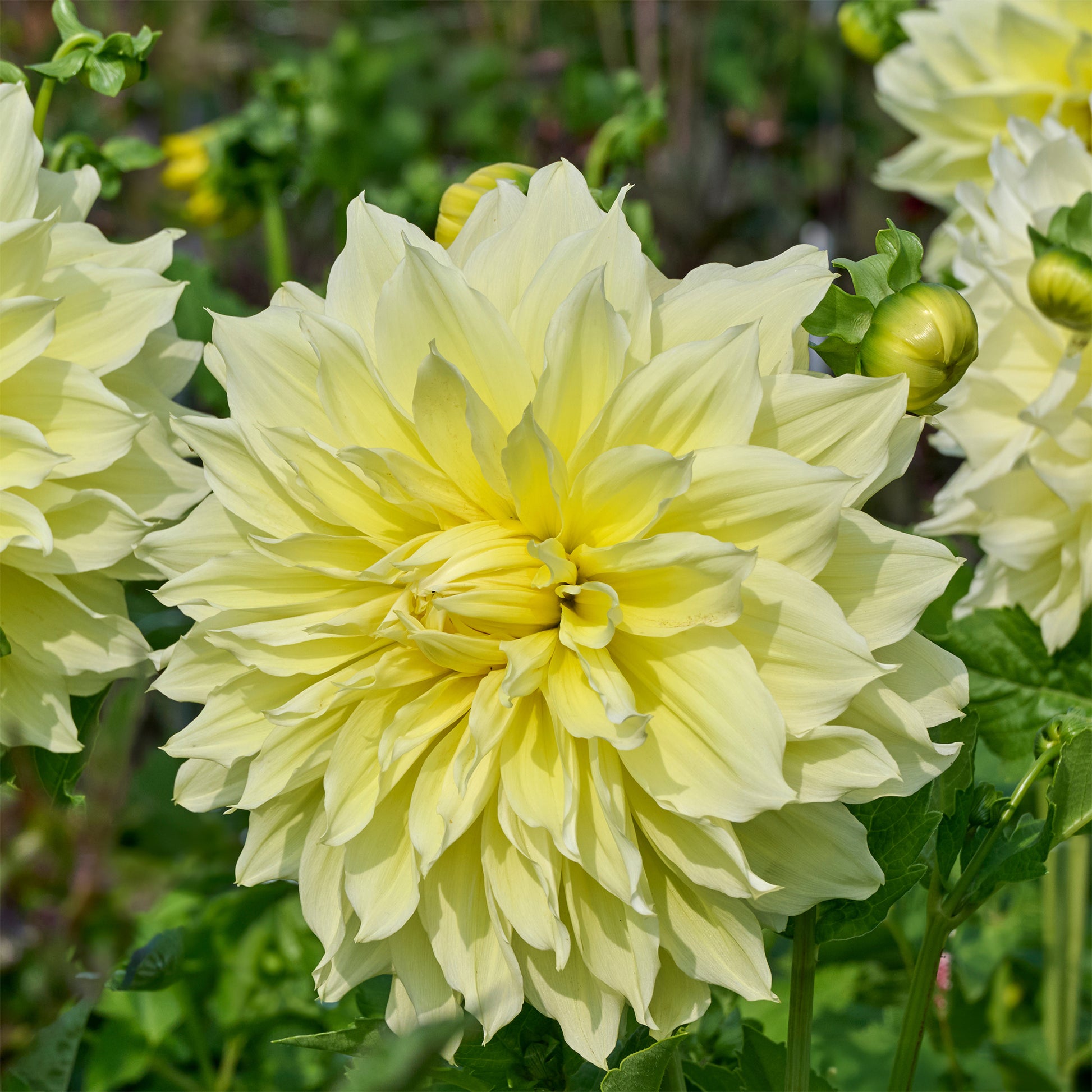 Dahlien-Zwiebeln - Dahlie 'Kelvin Floodlight' (x3) - Dahlia 'kelvin floodlight'