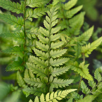 Farne - Schmaler Schildfarn - Polystichum tsussimense