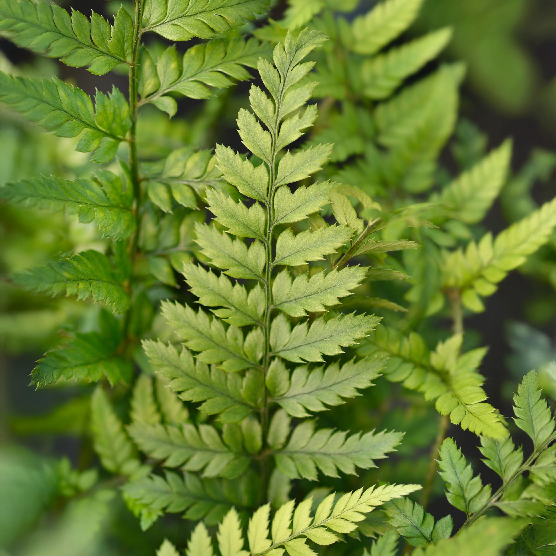 Farne - Schmaler Schildfarn - Polystichum tsussimense