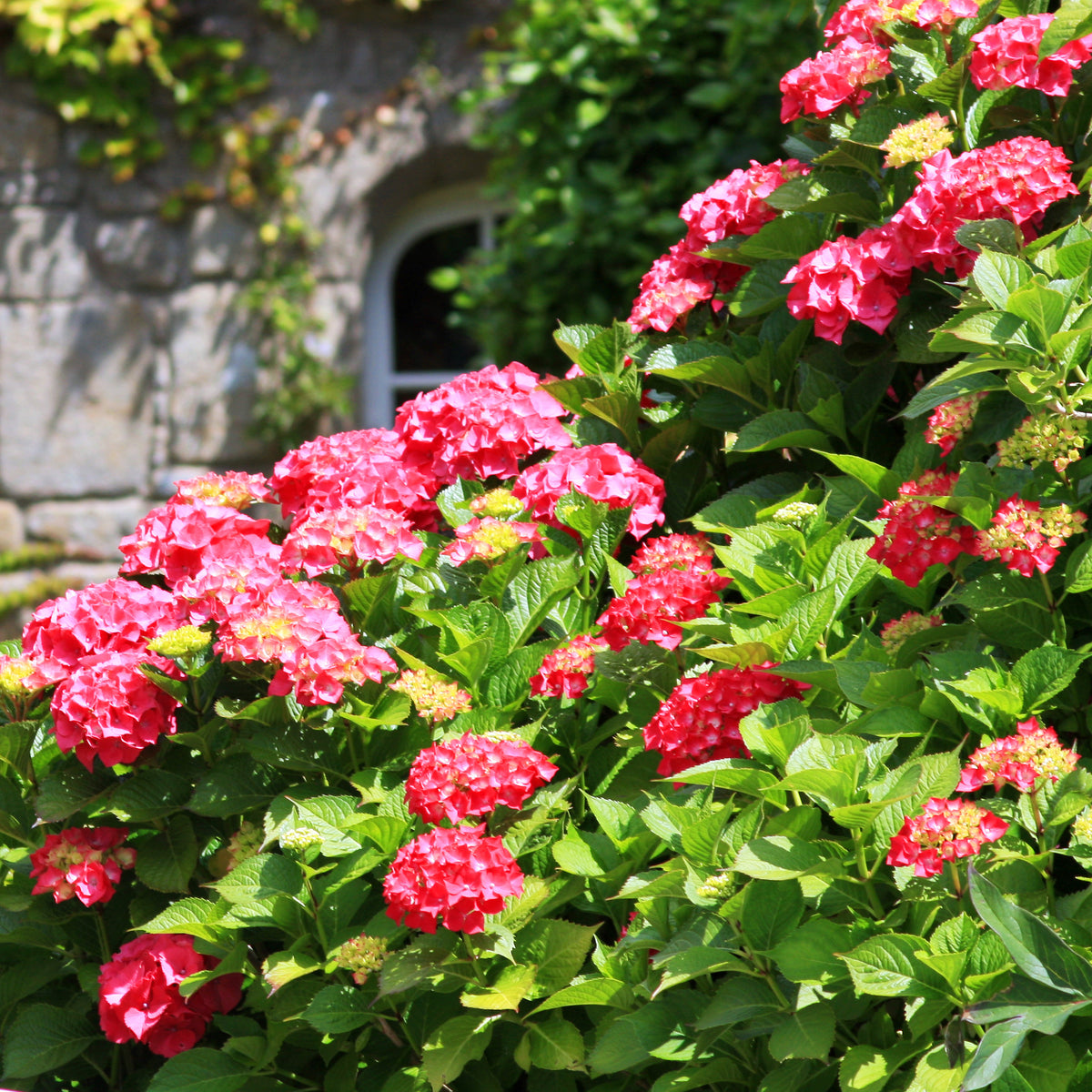 Hortensie rot 'Alpenglühen'