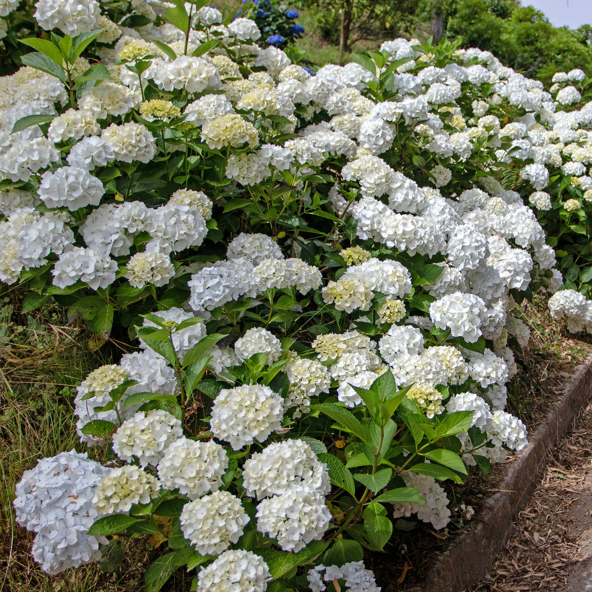 Hortensie weiß