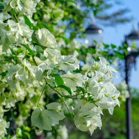 Bougainvillea weiß