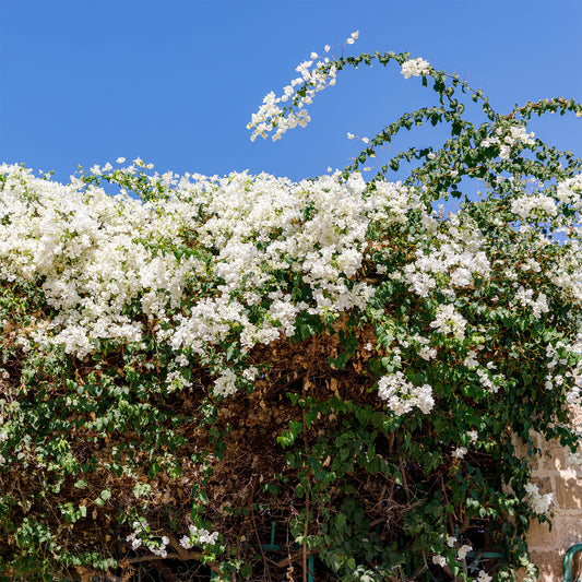 Bougainvillea weiß - Bougainvillea white - Bakker