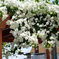 Bougainvillea weiß