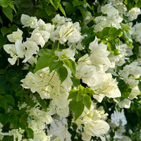 Bougainvillea white - Bougainvillea weiß - Bougainvillea