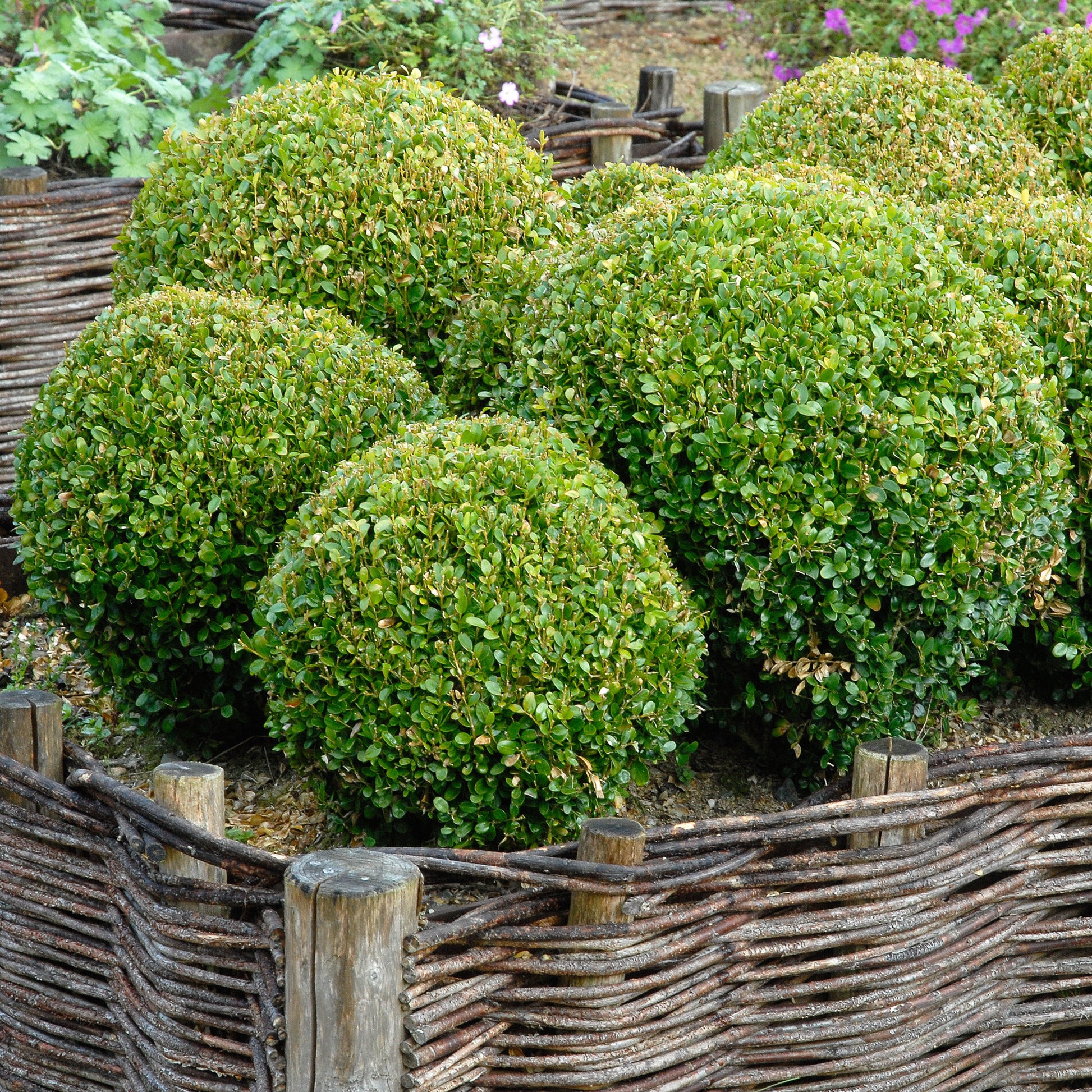 Verkauf Buchsbaum Kugel