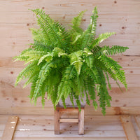 Schwertfarn Nephrolepis 'Green Lady' - Nephrolepis exaltata 'Green Lady' - Bakker