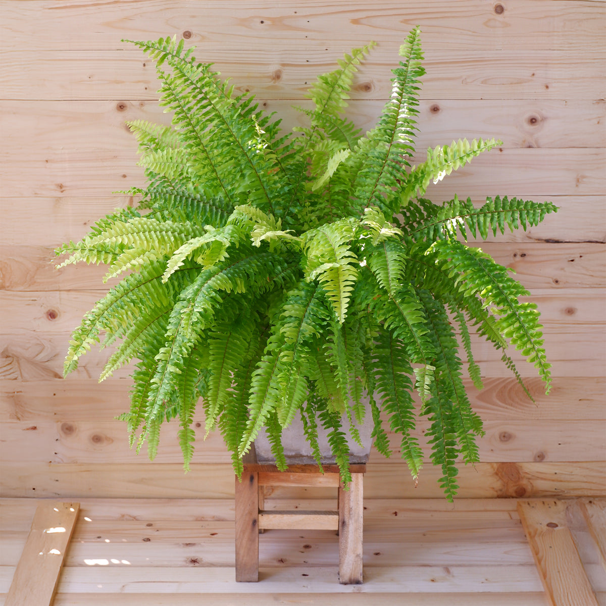 Schwertfarn Nephrolepis 'Green Lady' - Nephrolepis exaltata 'Green Lady' - Bakker