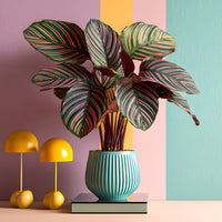 Korbmarante 'Ornata' XL - Bakker