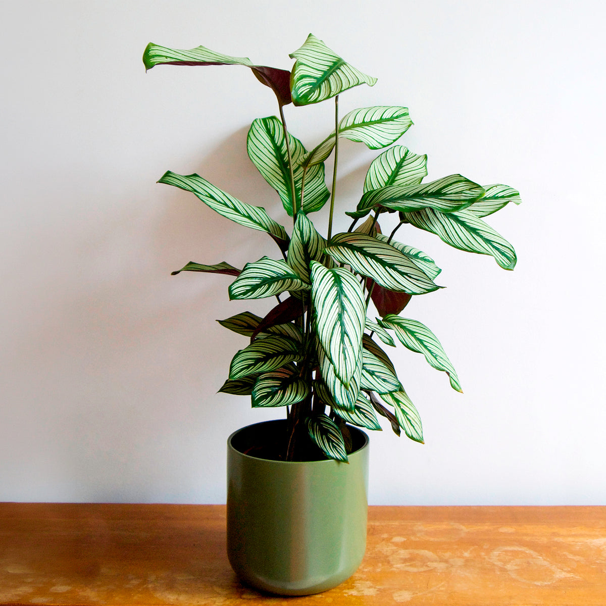 Korbmarante 'White Star'