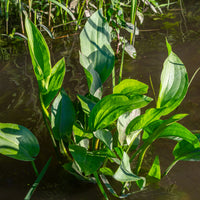 Verkauf Gewöhnlicher Froschlöffel - Alisma plantago-aquatica