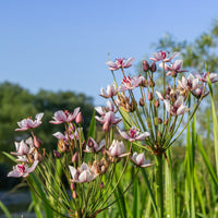 Verkauf Blumenbinse - Butomus umbellatus