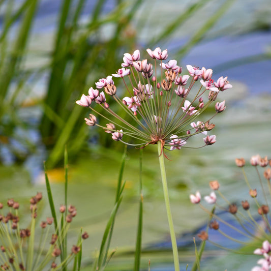Blühende Binse Butome in Doldenform - Bakker