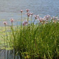 Butomus umbellatus - Blühende Binse Butome in Doldenform - Nackte Wurzeln